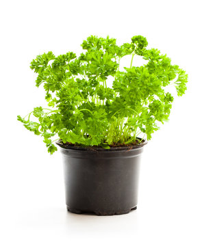 Curly  parsley herbs in pot isolated on white background