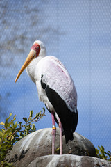 crane a top of the rock
