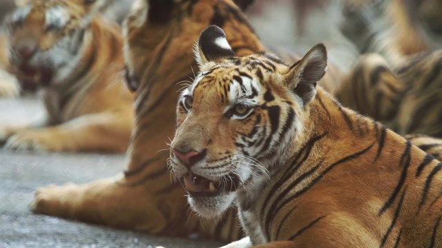 bengal tiger resting