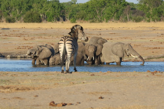 Zebra At Watering Hole