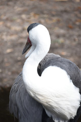 Obraz premium photo of a scare crane at the zoo