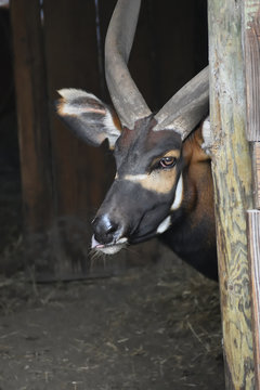 photo of the kudu just looking before come out