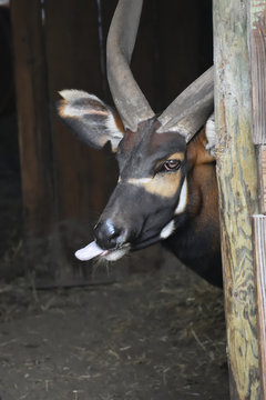 photo of the kudu sticking out tongue