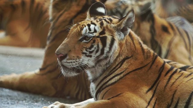 slow motion of bengal tiger