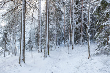 Snowy trees at forest after blizzard