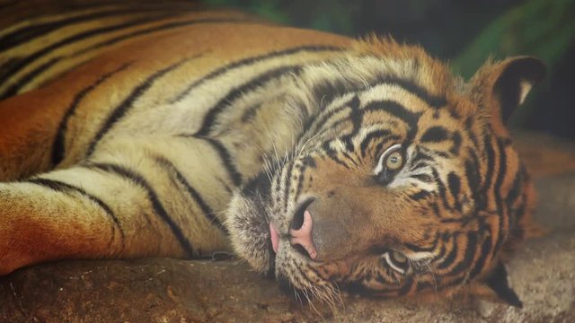 bengal tiger resting