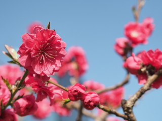 満開に咲く桃の花