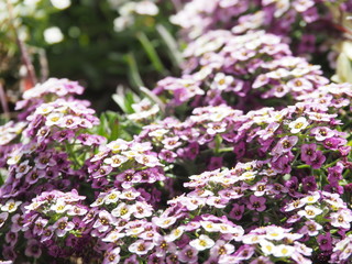 紫色のきれいな花