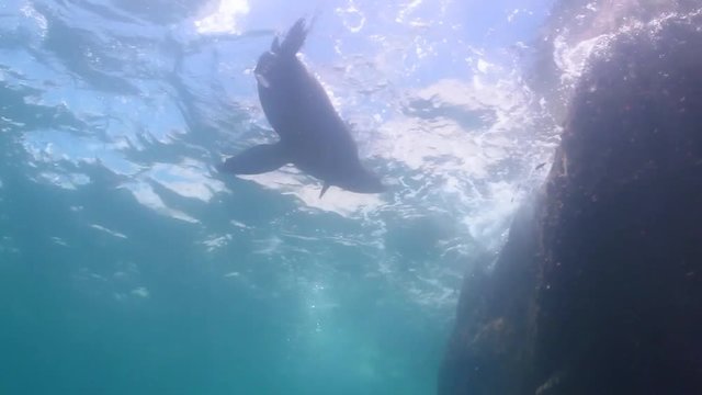 Californian sea lion (Zalophus californianus) swimming and playing in the reefs of los islotes in Espiritu Santo island at La paz,The world's aquarium. Baja California Sur,Mexico.