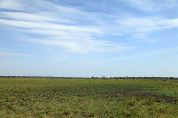 Grassy Plains Landscape - Uganda, Africa