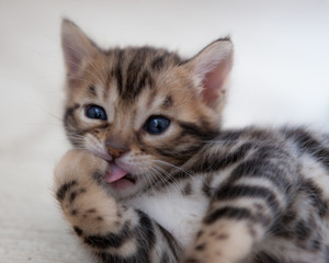Cute bengal kitten at home