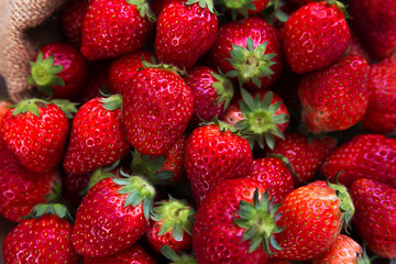 麻袋から溢れる沢山の新鮮なイチゴ