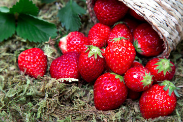 カゴから溢れる沢山の新鮮なイチゴ
