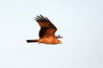 Yellow Billed Kite - Uganda, Africa
