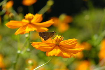 コスモス、虫媒