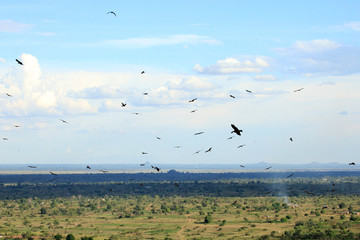 Yellow Billed Kite - Uganda, Africa
