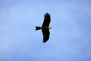 Yellow Billed Kite - Uganda, Africa