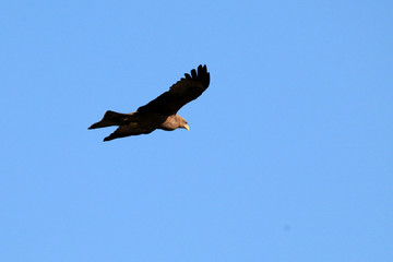 Yellow Billed Kite - Uganda, Africa