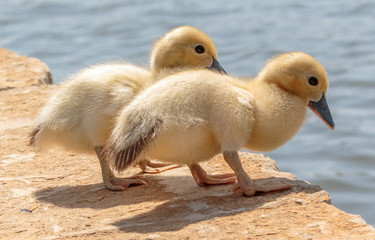 Baby Ducklings at the pond.
