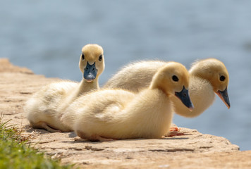 Baby Ducklings at the pond.