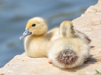 Baby Ducklings at the pond.
