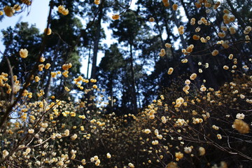 Obraz premium ミツマタ｜三椏