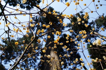 ミツマタ｜三椏