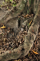 Mango Trees - Uganda, Africa
