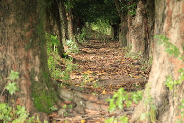 Mango Trees - Uganda, Africa