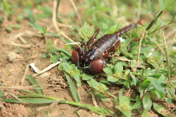 Scorpion - Uganda, Africa