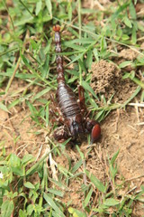 Scorpion - Uganda, Africa