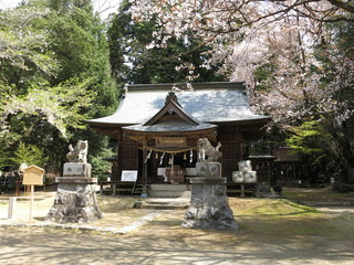 天然記念物の山桜が咲く春の櫻川磯部稲村神社