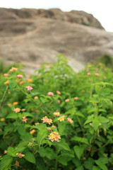 Tropical Flower - Tididiek Rock - Uganda, Africa