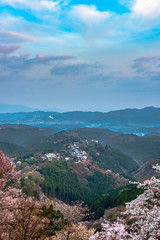 奈良県・吉野山の桜・早朝
