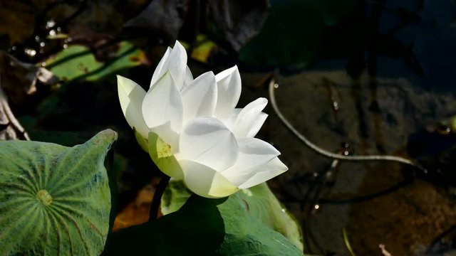 Royalty high quality free stock image of a lotus flower. The background is the lotus leaf and white lotus flowers and lotus bud in a pond