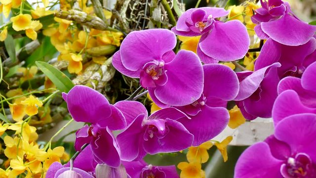 Orchid flower. Royalty high quality free stock footage of beautiful pink orchid flower. The Orchidaceae are a diverse and widespread family of flowering plants