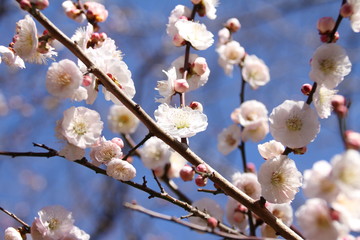 梅の咲く公園