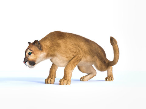 3d rendering  of a hunting puma isolated on white