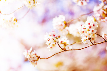 すごく美しく咲き誇る満開の桜