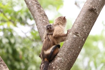 Macaquinhos no parque