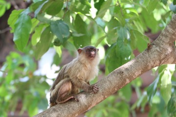 Macaquinhos no parque