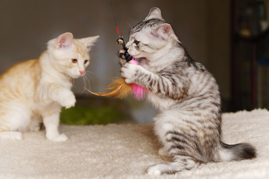Two cute kitten gray and red are playing with a toy. Breed Kurilian Bobtail. Hypoallergenic breed of cats