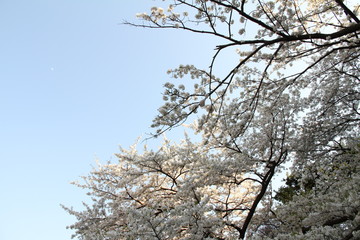 Cherry blossom park
