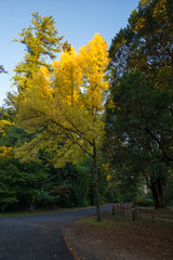 A yellowing tree shedding its leaves in the Autumn season in Australia