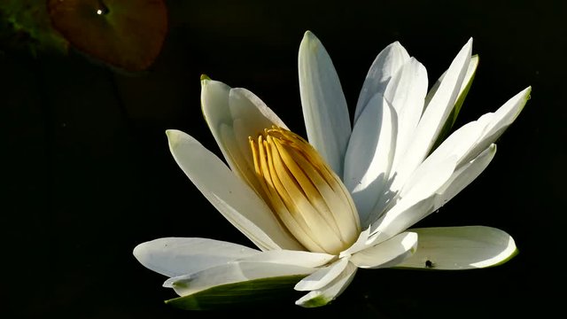 Lotus flower. Royalty high quality free stock image of a pink lotus flower. The background is the pink lotus flowers and yellow lotus bud in a pond. Viet Nam. Peace scene in a countryside, Vietnam