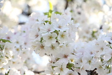 Obraz premium Cherry blossom park