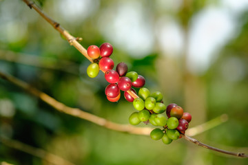 Close up bean coffee on tree in nature