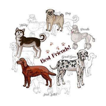  Dogs sketches background with great dane, irish setter, pug and