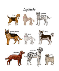 Dogs sketches set. Dogs of different breeds