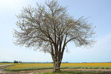 Lone Tree in a Daffodil Field